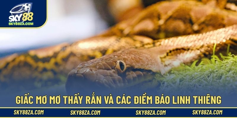 Giấc mơ mơ thấy rắn và các điềm báo linh thiêng