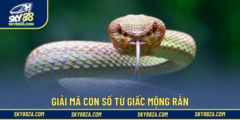Giải mã con số từ giấc mộng rắn