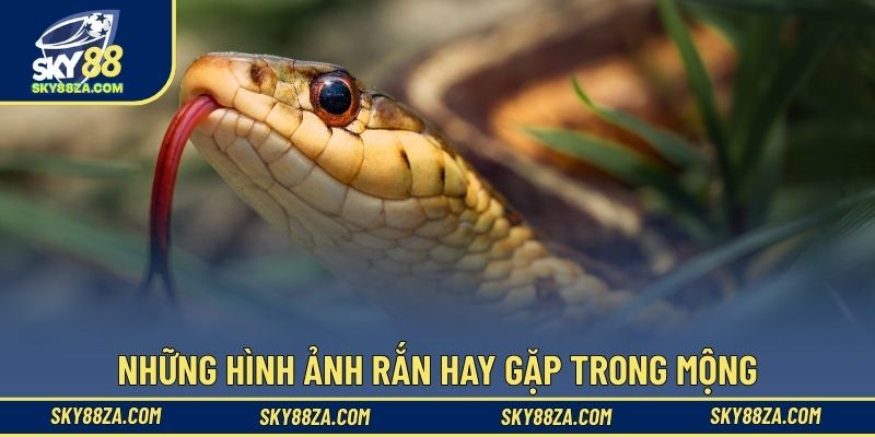 Những hình ảnh rắn hay gặp trong mộng